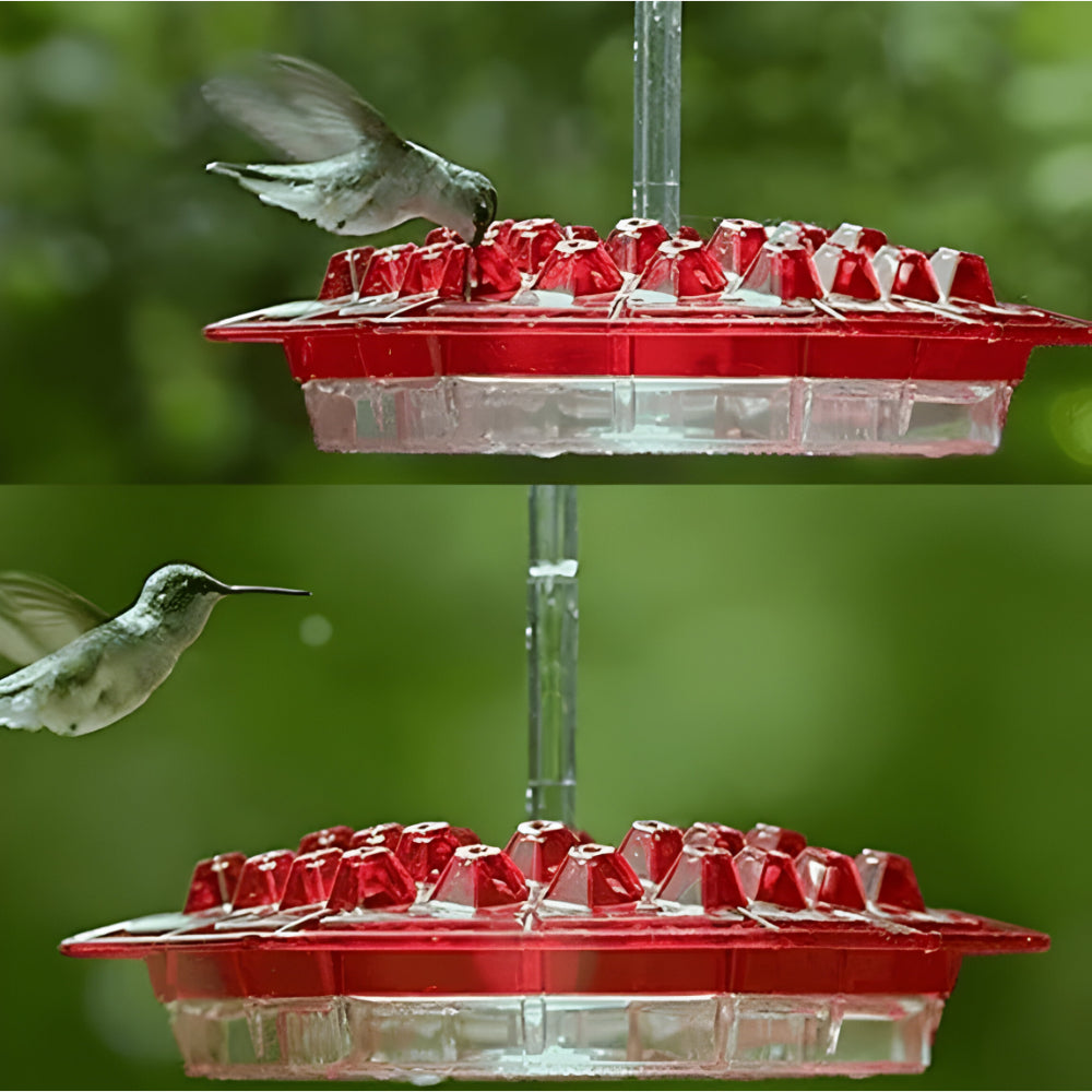 Delightful Nectar Feeder for Your Outdoor Retreat