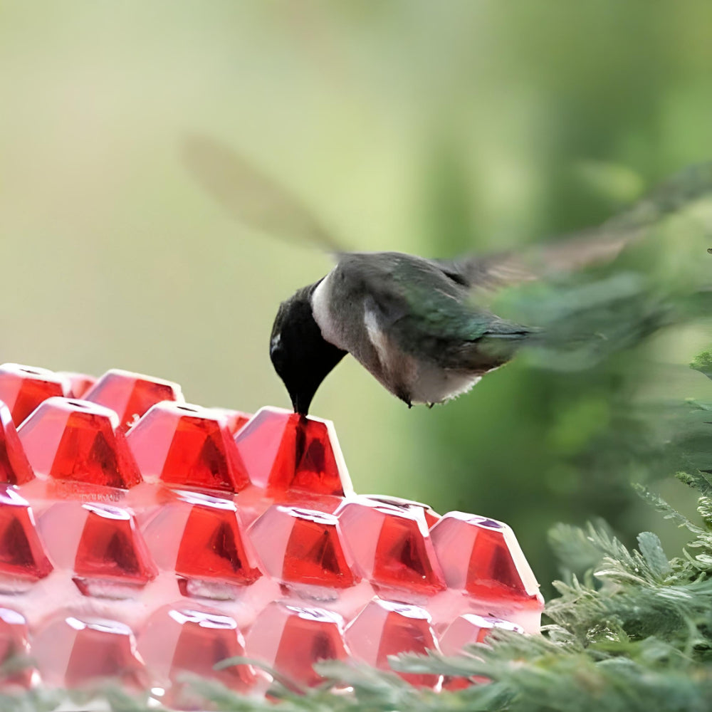 Delightful Nectar Feeder for Your Outdoor Retreat