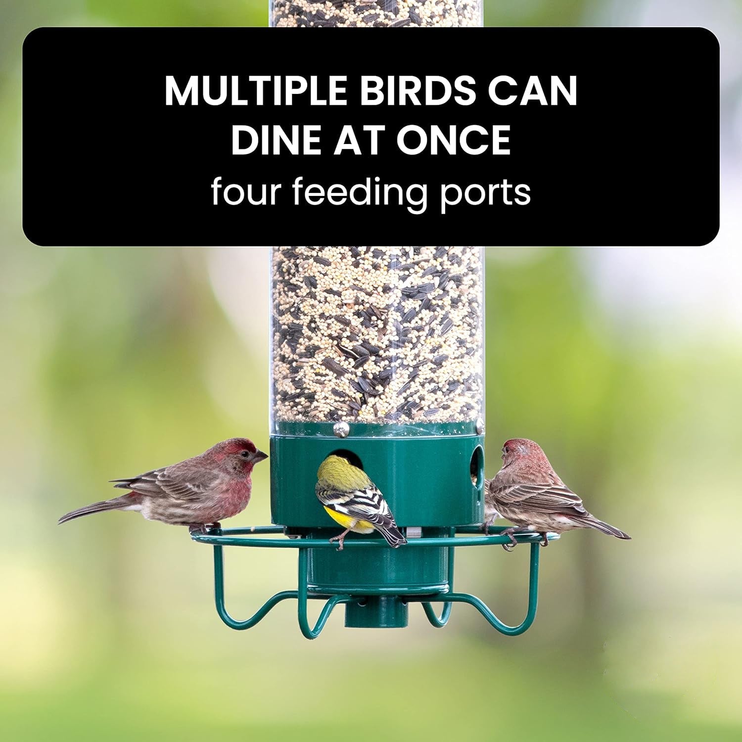 Bird Feeder Designed to Deter Squirrels