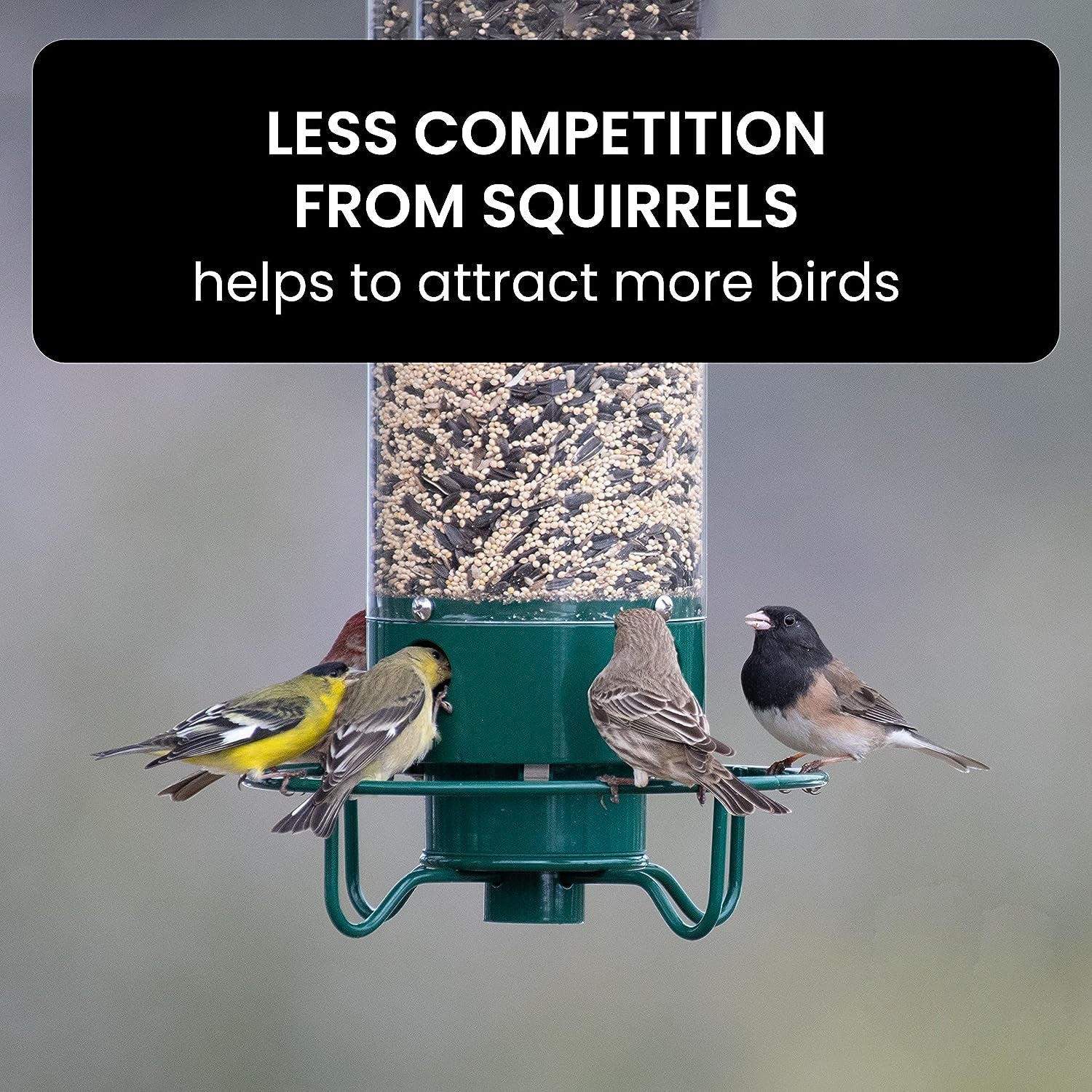 Bird Feeder Designed to Deter Squirrels