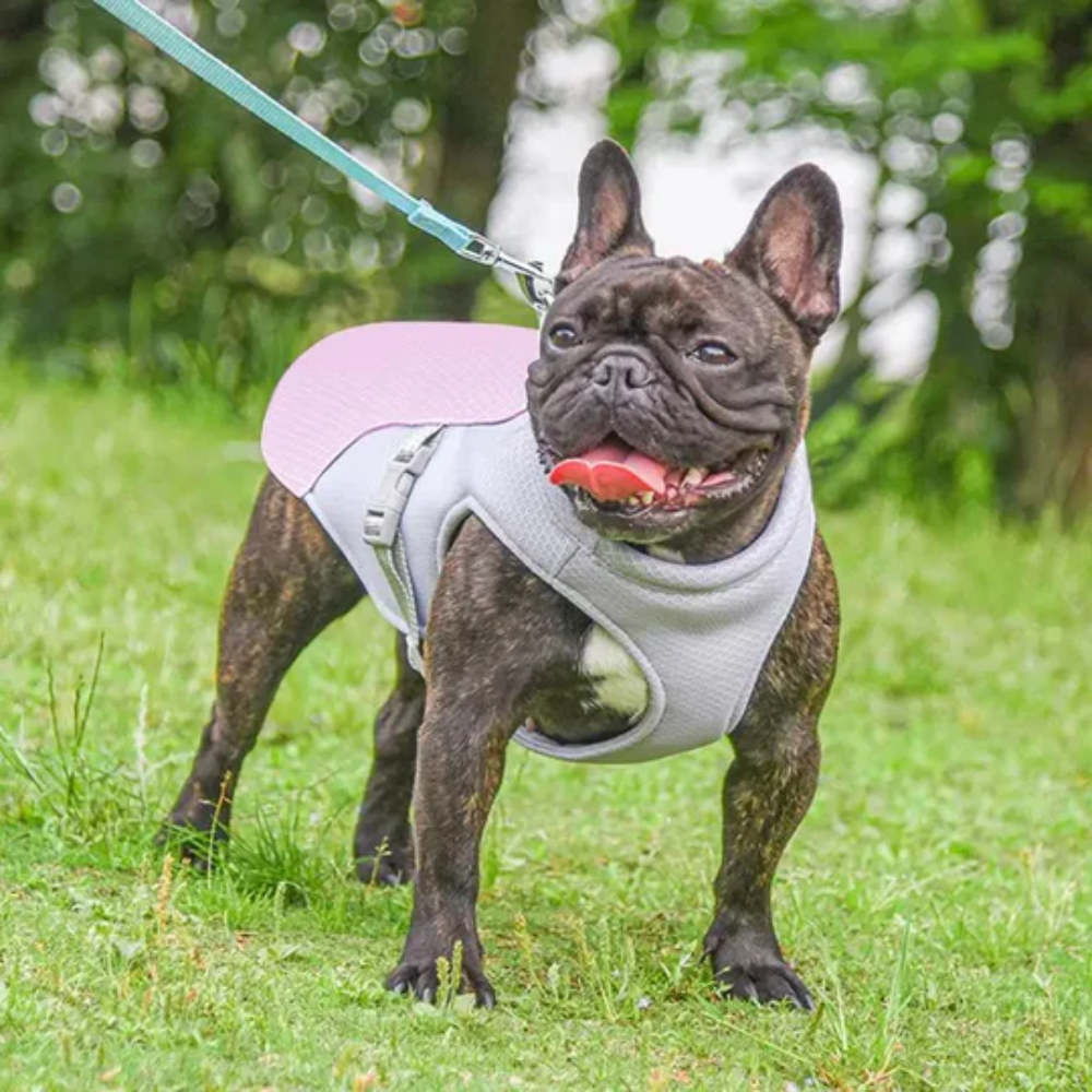 Summer Cooling Vest for Dogs – Breathable Gear for Outdoor Adventures