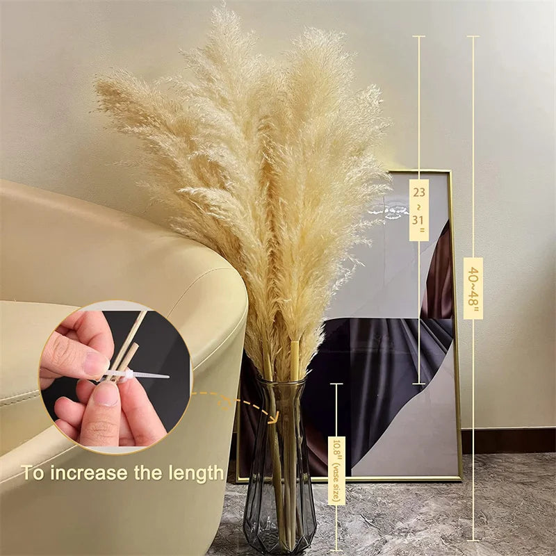 Natural Dried Pampas Grass for Elegant Home Decor