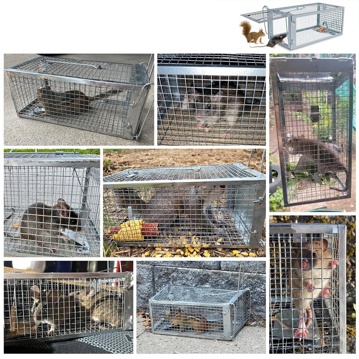 EcoCatch Live Rodent Trap for Safe Home and Garden Use