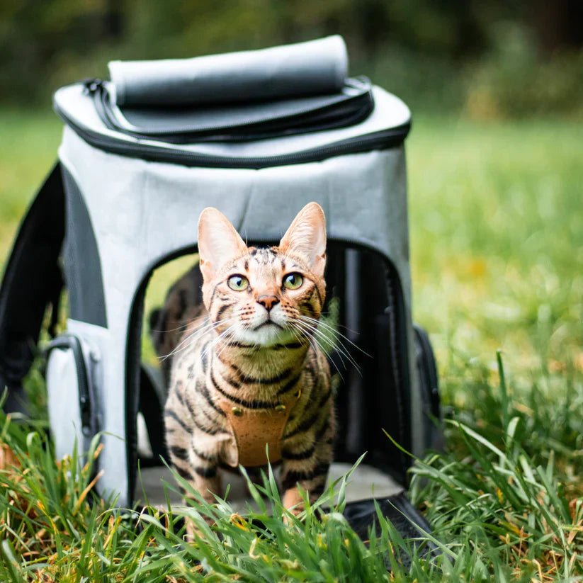 FelineVoyager Cozy Cat Carrier with Clear View Panel