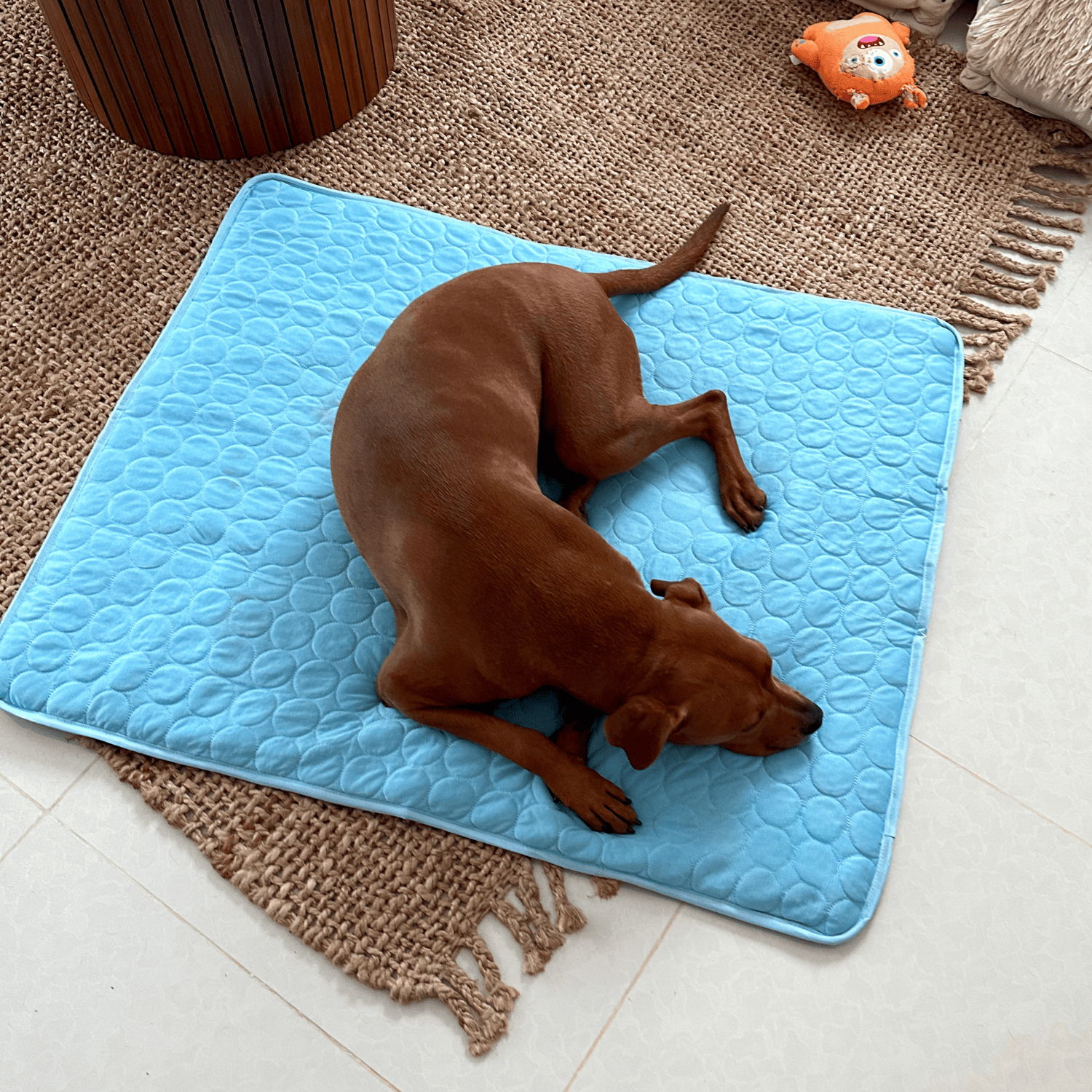 Dog Cooling Mat with Enhanced 4X Cooling Power – Durable and Comfortable for Warm Weather