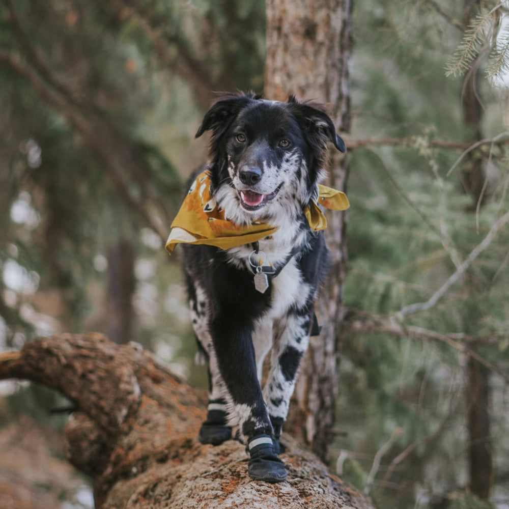 All-Terrain Canine Footwear with Sturdy Rubber Soles