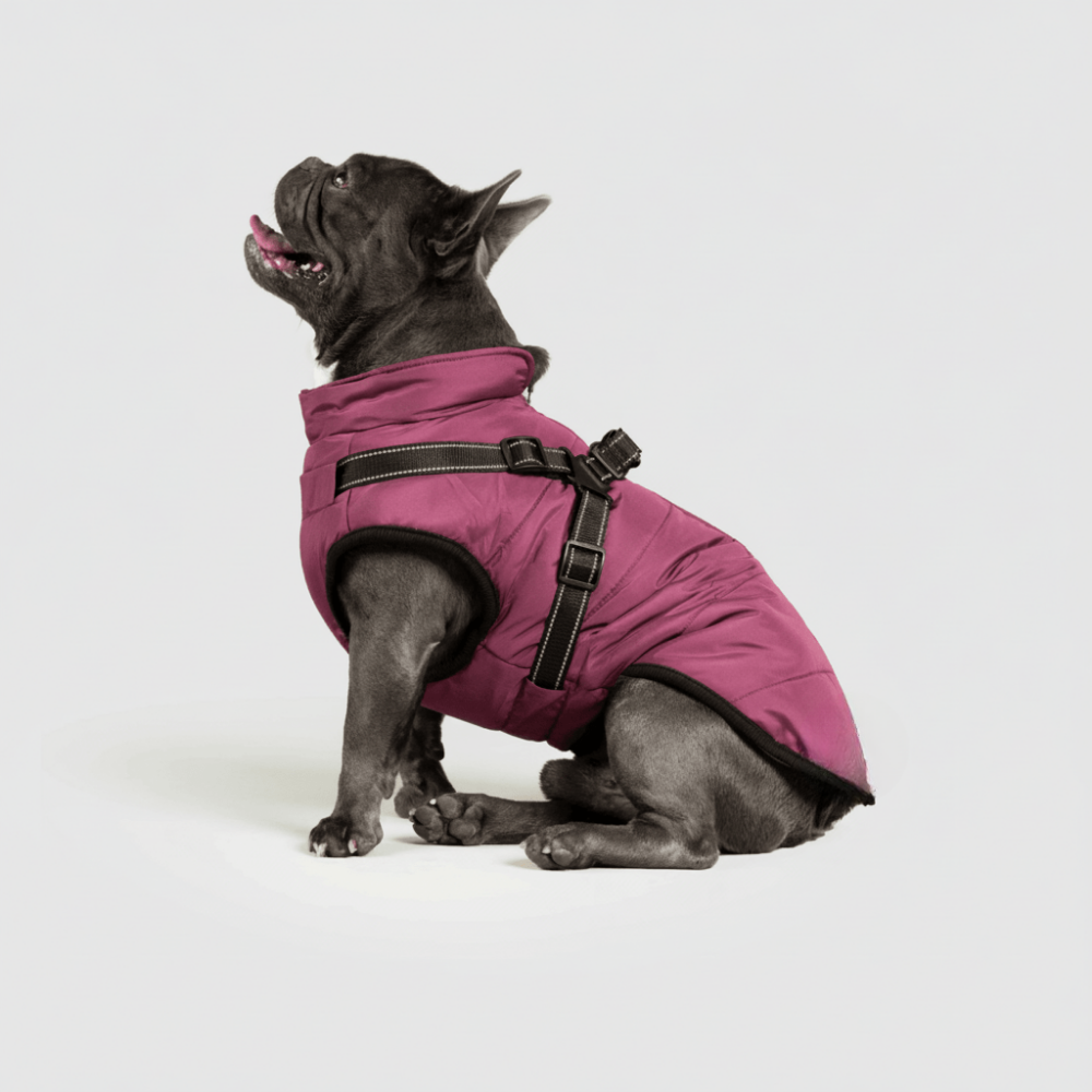 Ultimate Winter Jacket for Dogs: Versatile and Warm