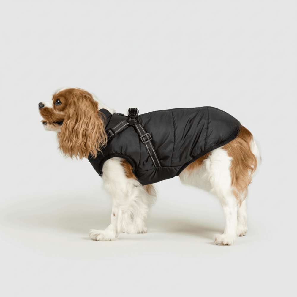 Ultimate Winter Jacket for Dogs: Versatile and Warm