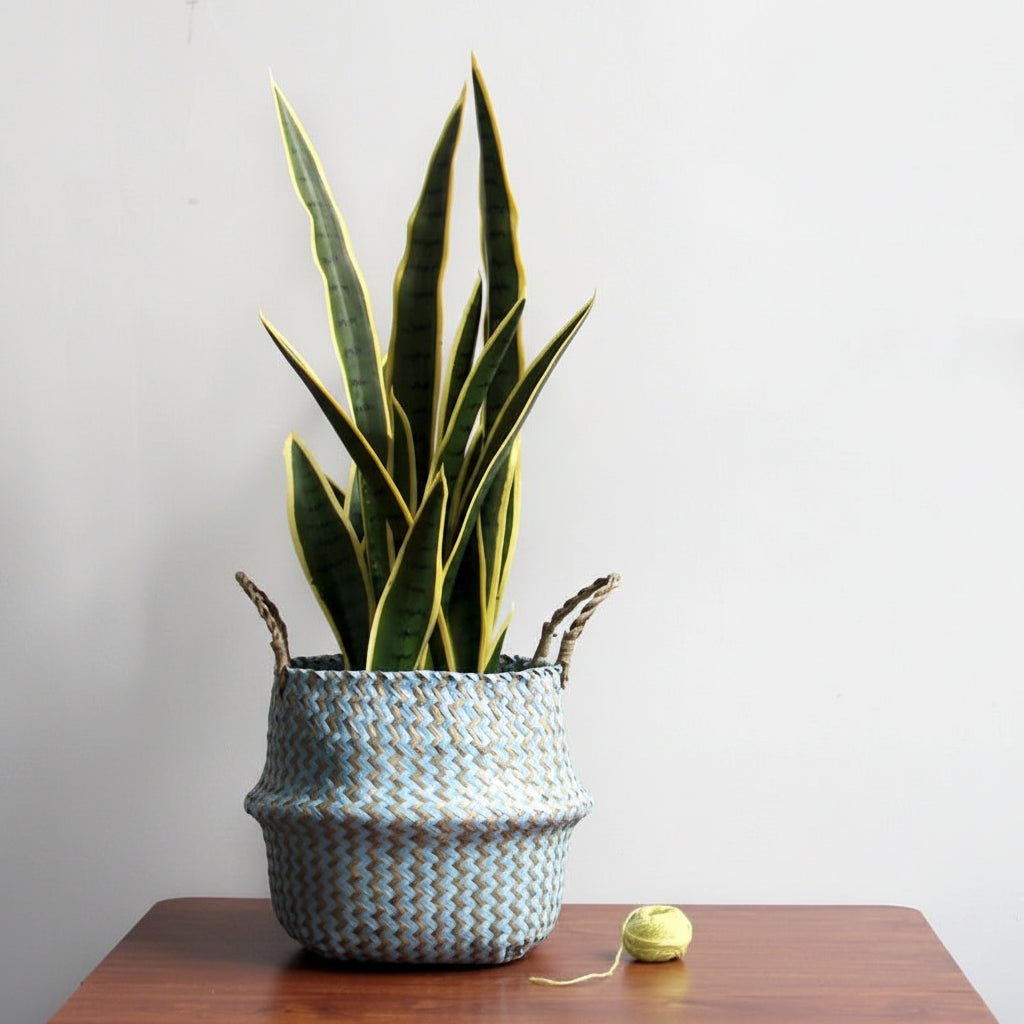 Natural Charm Foldable Willow Basket for Plants & Storage