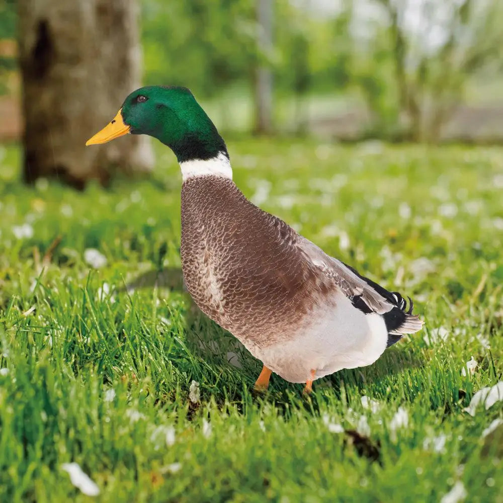 Garden Duck Ornament for Outdoor Decor