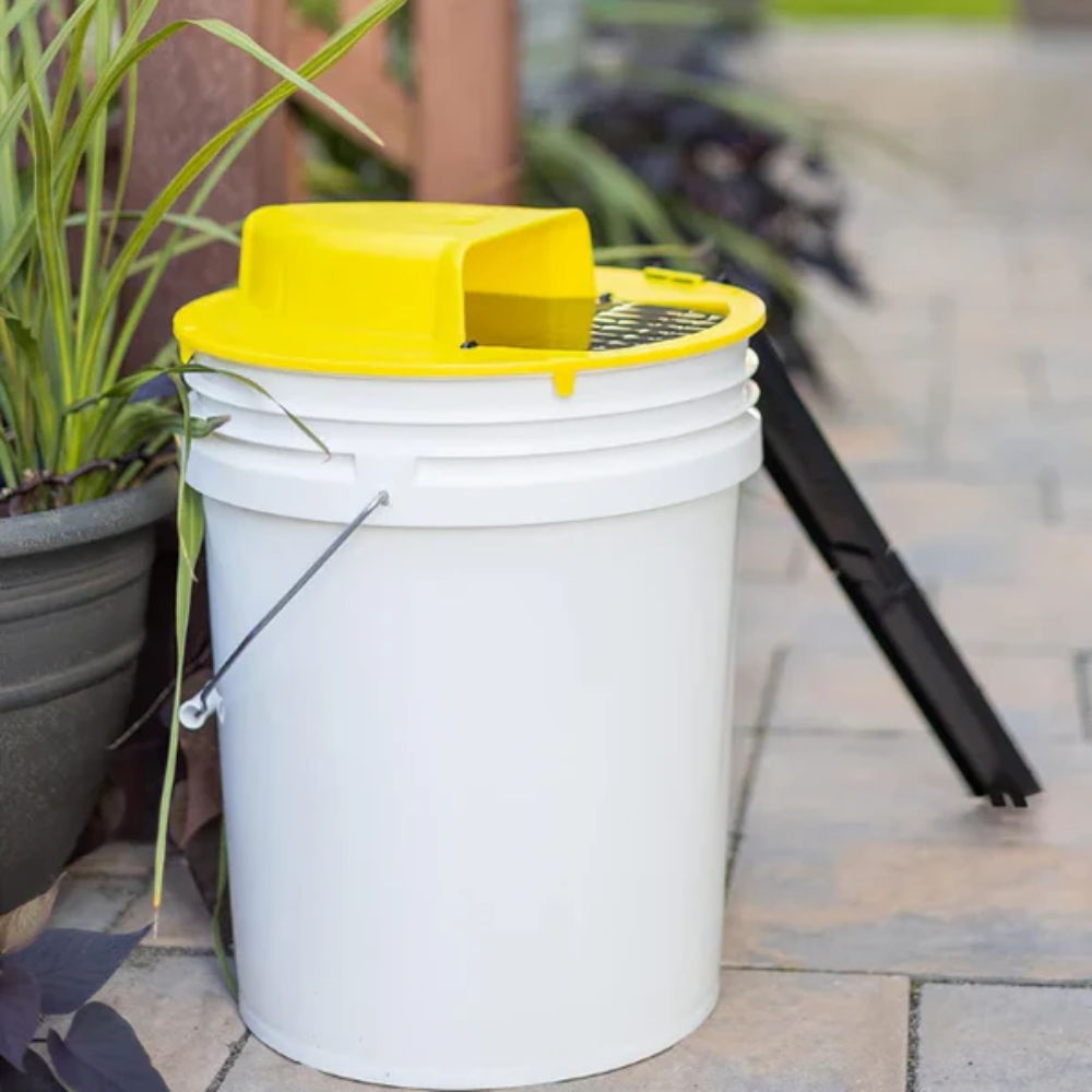 Eco-Friendly Bucket Mousetrap for Safe Catch and Release of Rodents