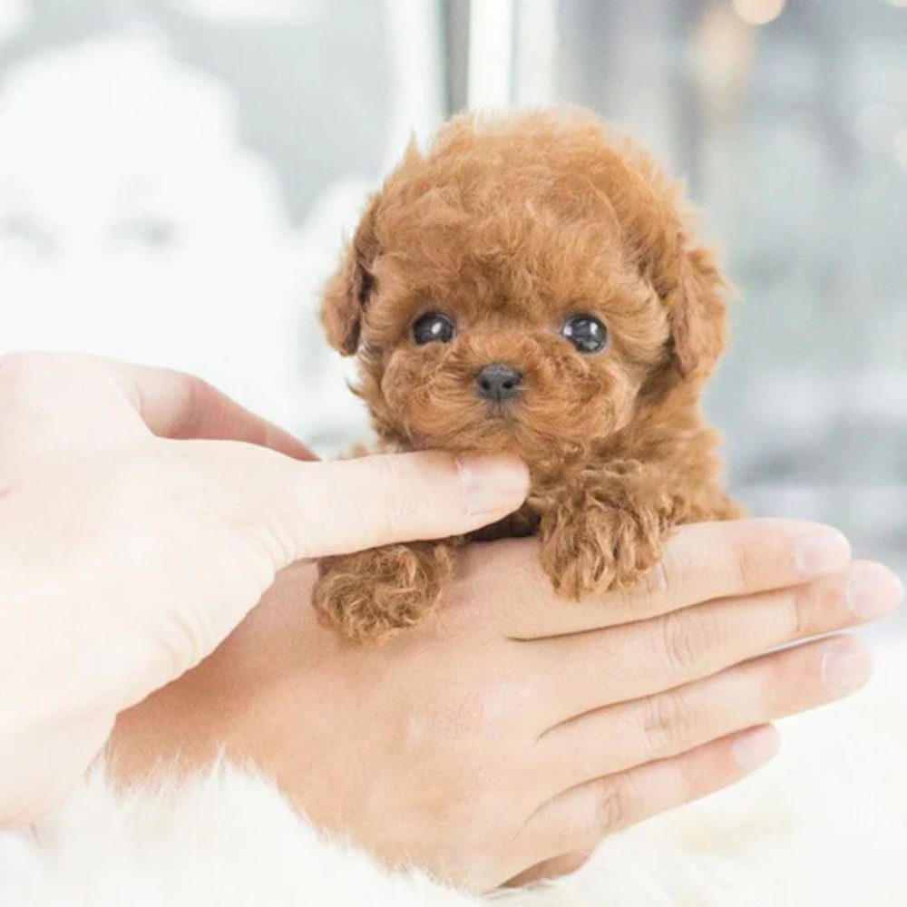 Robot Puppy Toy for Kids and Animal Enthusiasts – Interactive Play