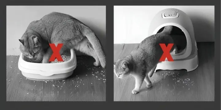 Cat Litter Mat with Dual-Layer Construction, Water-Resistant, Machine Washable