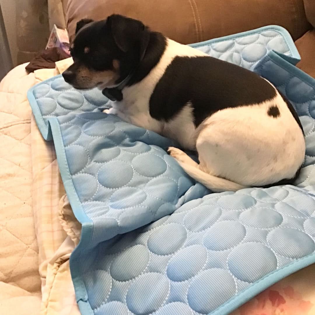 Cooling Mat for Dogs – Portable Ice Silk Fabric Relief for Warm Weather