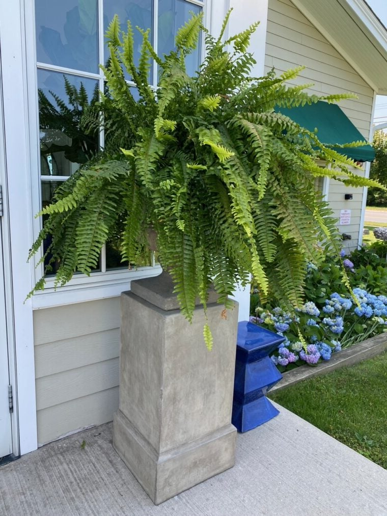 Artificial Boston Fern | UV-Resistant Lifelike | Waterproof, Maintenance-Free | Set of 18