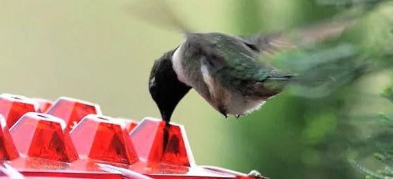 Hummingbird Feeder | Ant-Proof Hexagonal Ports | 12 oz Capacity | Easy-Fill & Dishwasher Safe