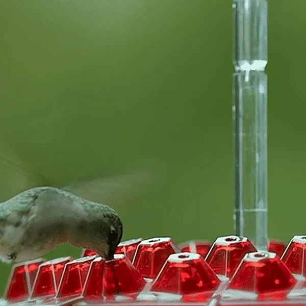 Hummingbird Feeder | Built-In Ant Moat | 24 oz Capacity & Leak-Proof | Garden & Patio