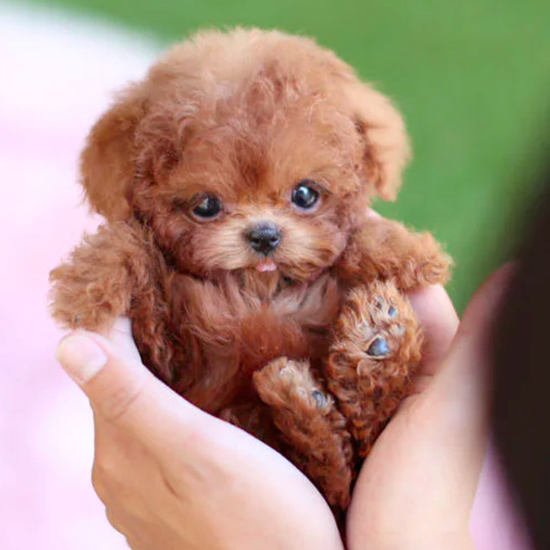 Interactive Puppy Toy for Kids | Realistic Movement & Wagging Tail | Responds to Sound & Touch