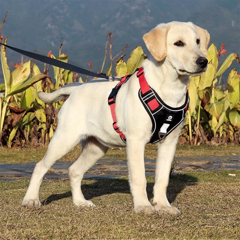 No-Pull Dog Harness | Front-Clip Control | Breathable Padded Chest | Night Visibility
