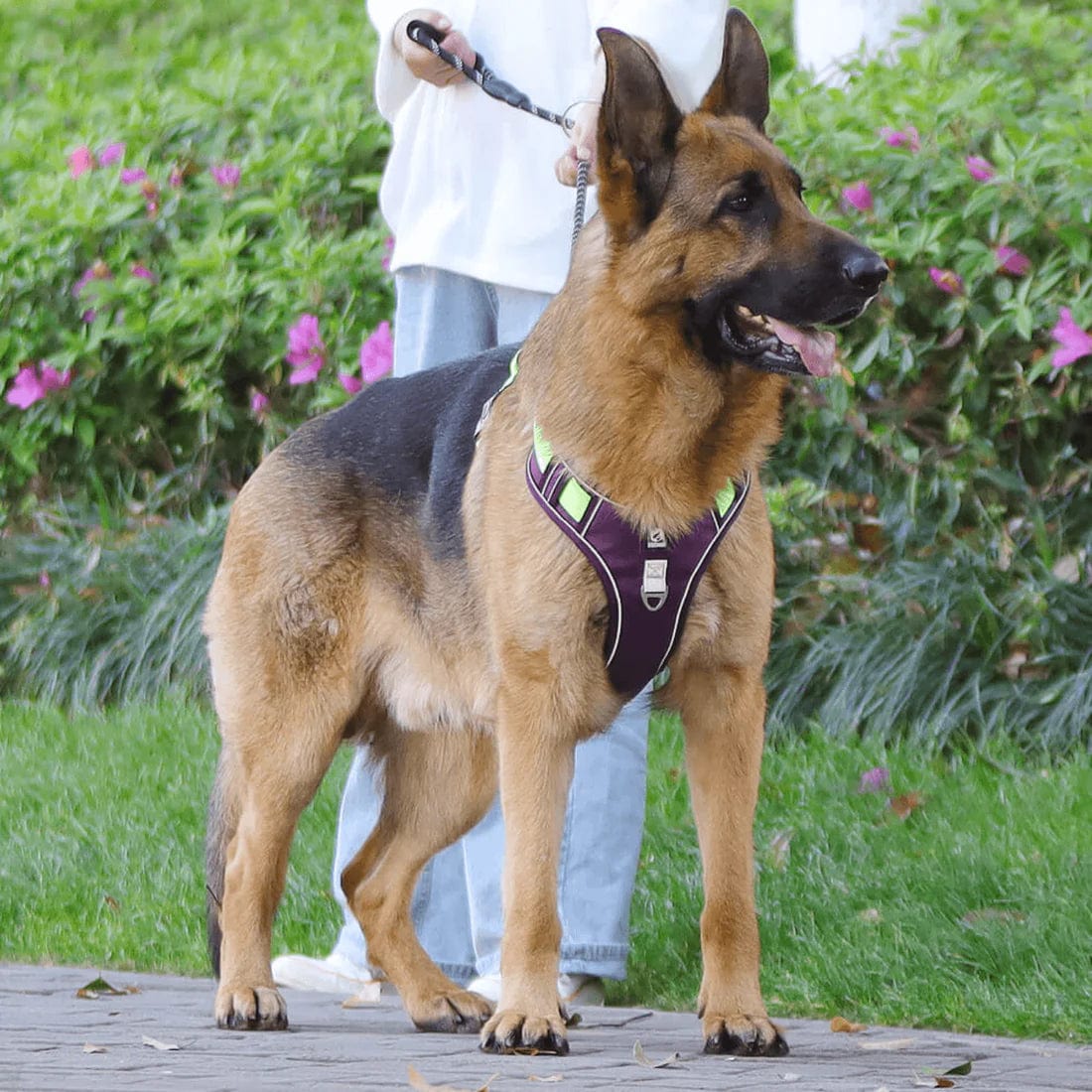 No-Pull Dog Harness | Front-Clip Control | Breathable Padded Chest | Night Visibility