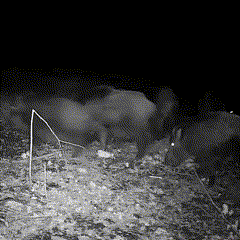 Wildlife Trail Camera | 16MP High-Resolution | IR Night Vision & Fast Trigger | Weatherproof