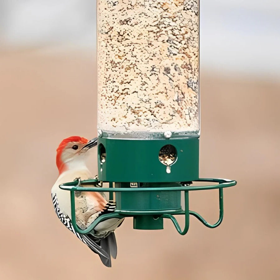 Ultimate Squirrel-Resistant Bird Feeder
