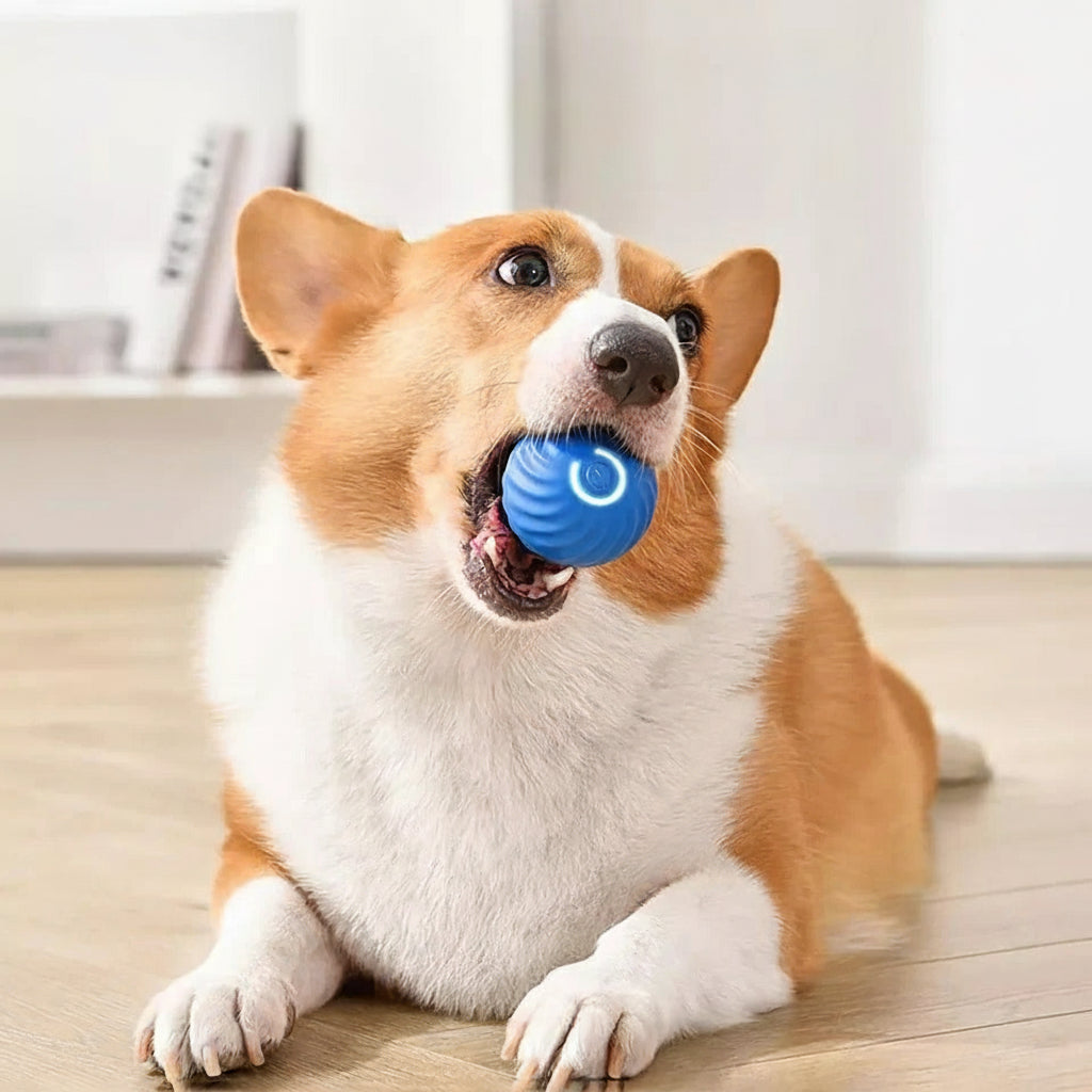 Interactive Motion Ball Toy for Pets and Fidget Lovers