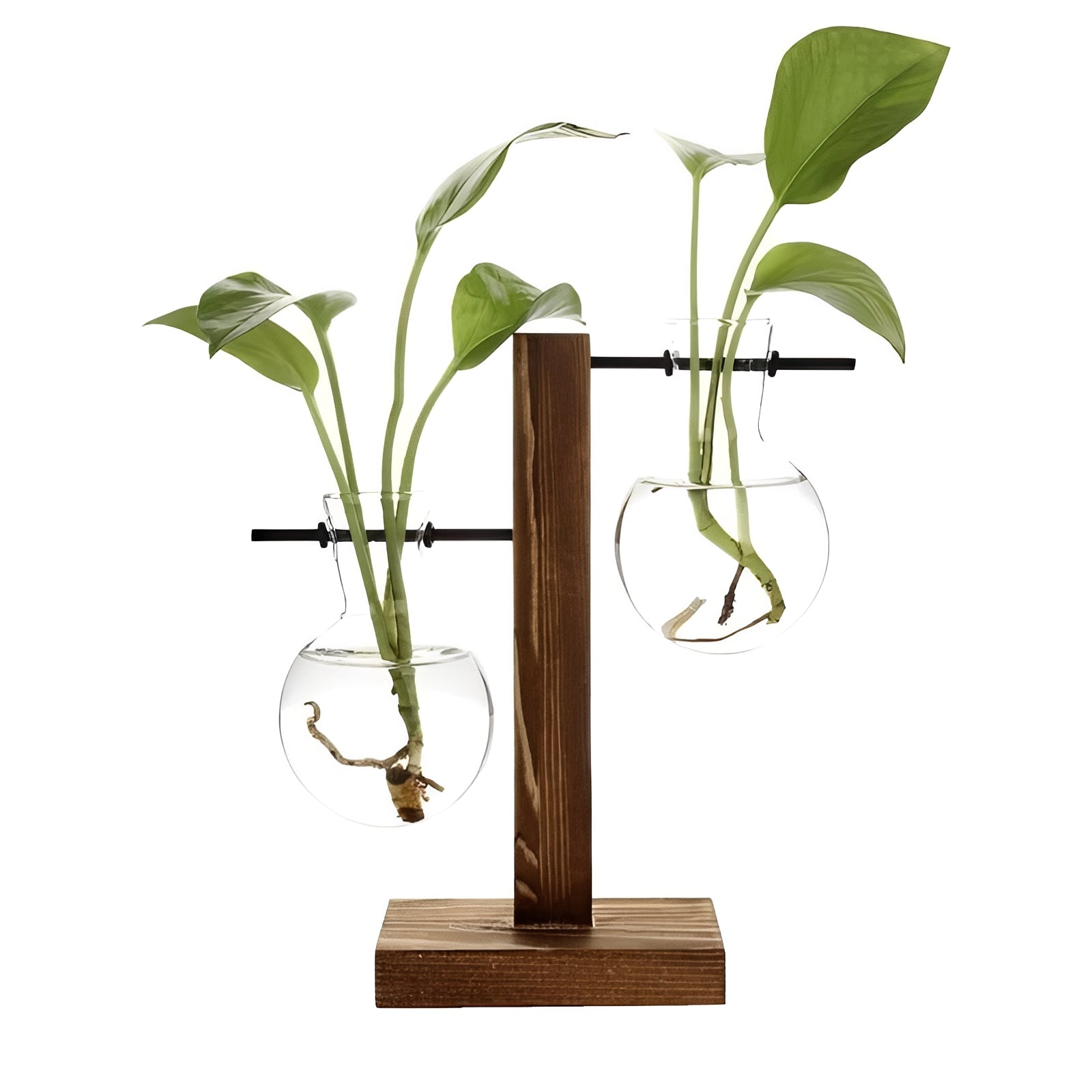Elegant Hydroponic Vase with Natural Wood Stand