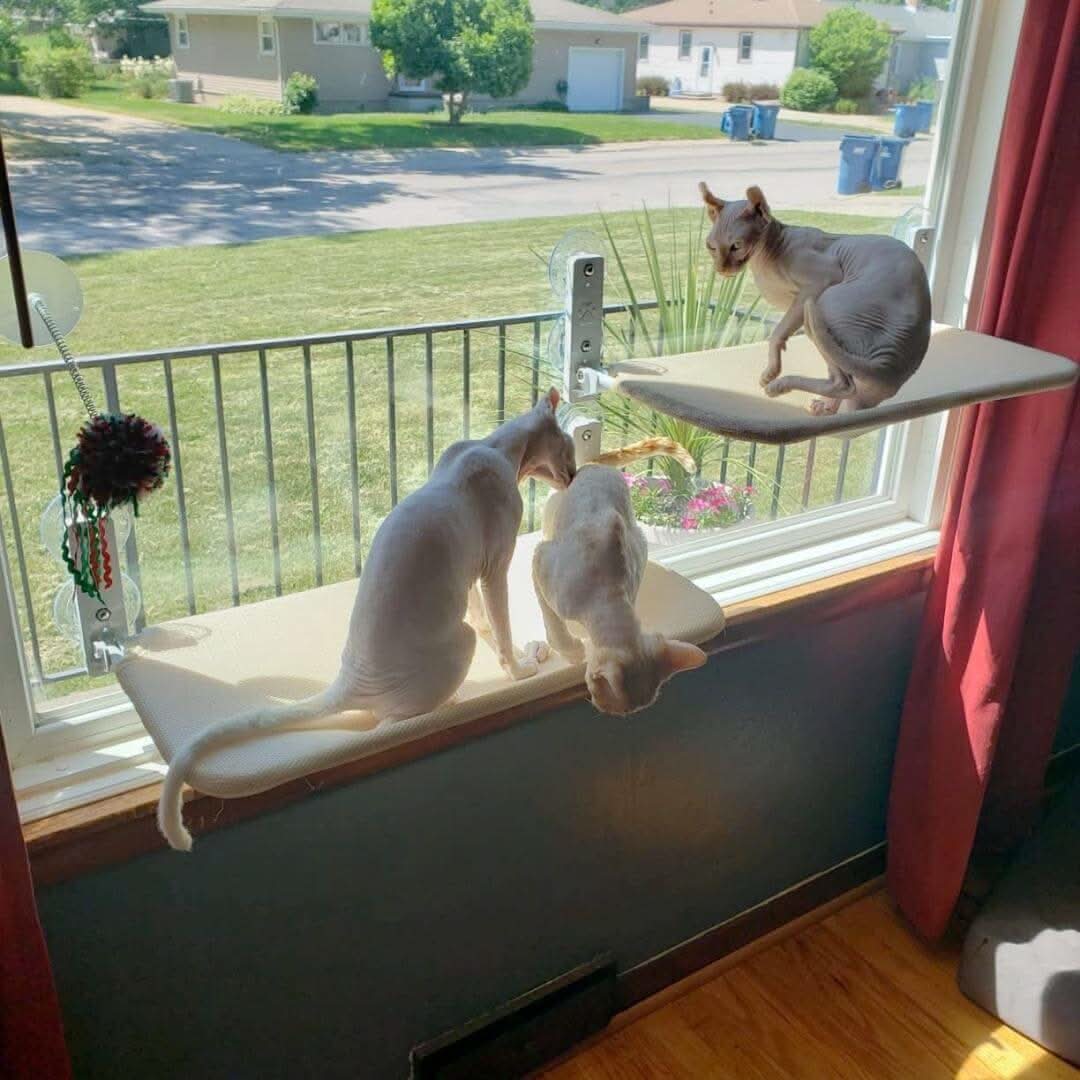 SunnyVista Adjustable Cat Hammock for Windows and Walls