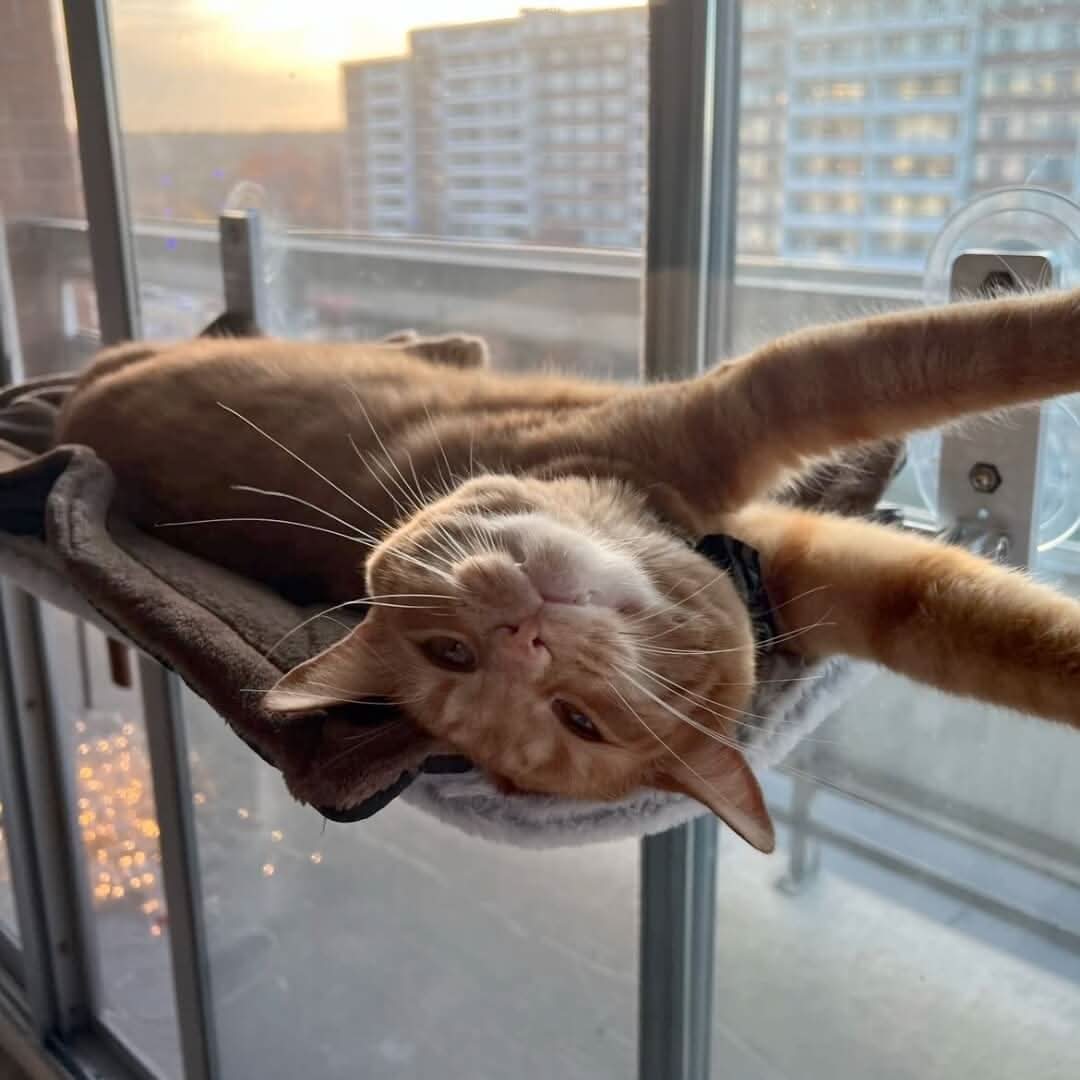 SunnyVista Adjustable Cat Hammock for Windows and Walls