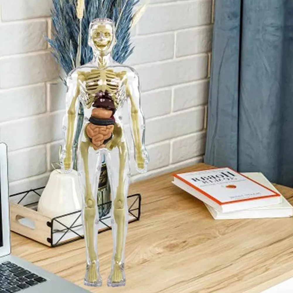 Interactive 3D Body Model for Kids | Educational Anatomy Kit