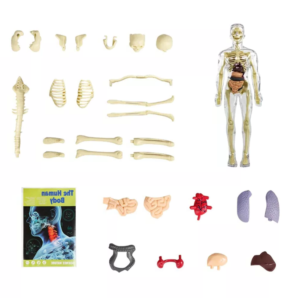 Interactive 3D Body Model for Kids | Educational Anatomy Kit