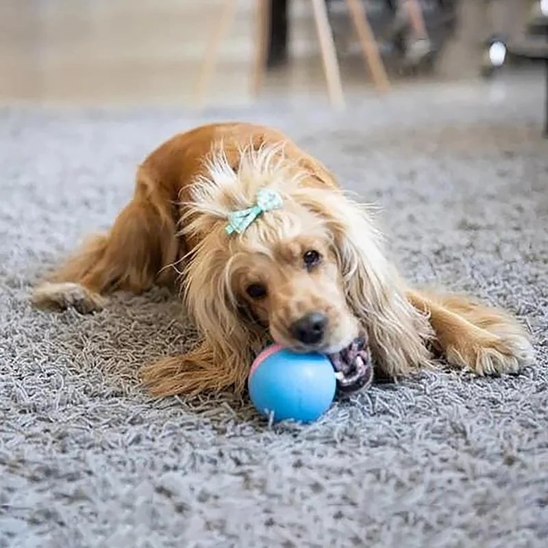 Interactive Pet Play Ball for Endless Fun