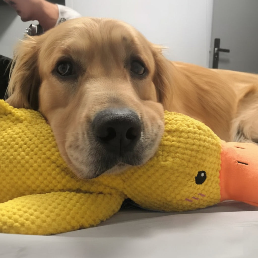 Engaging Quack Toy for Dogs – Perfect for Chewing and Playtime