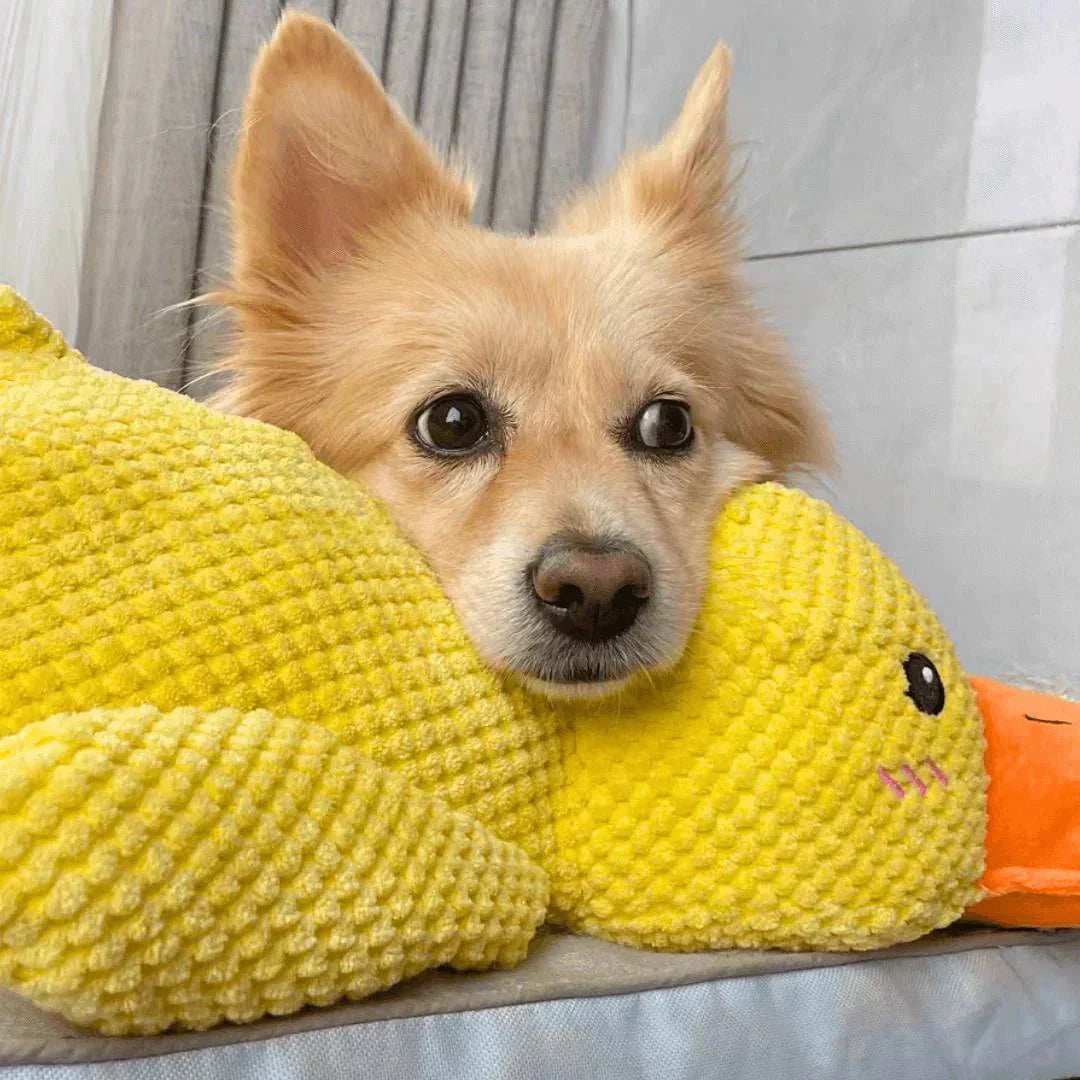 Engaging Quack Toy for Dogs – Perfect for Chewing and Playtime