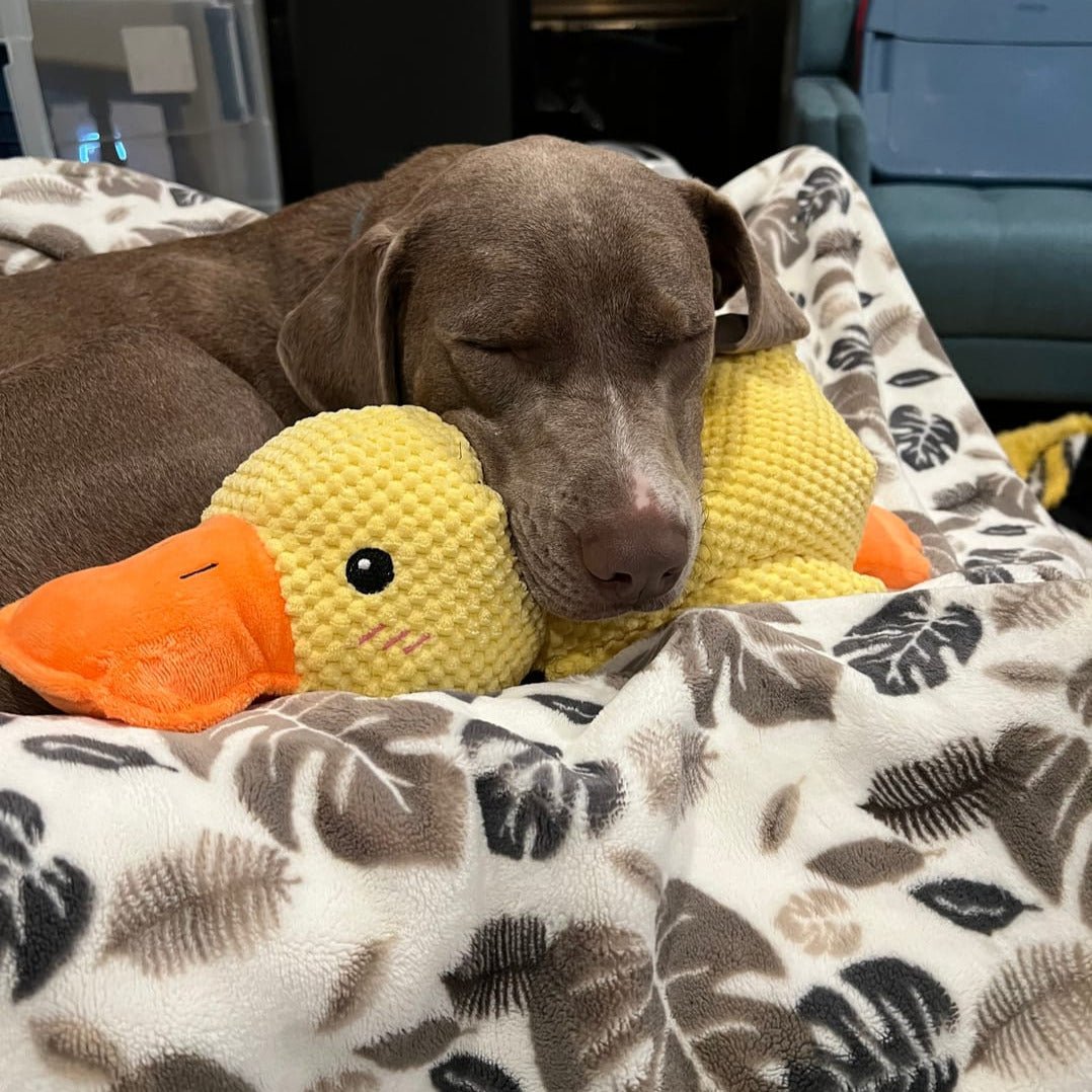 Engaging Quack Toy for Dogs – Perfect for Chewing and Playtime