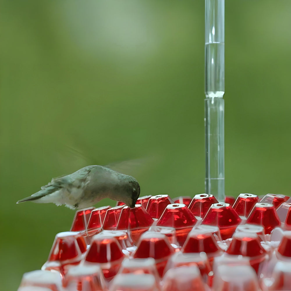 Delightful Nectar Feeder for Your Outdoor Retreat