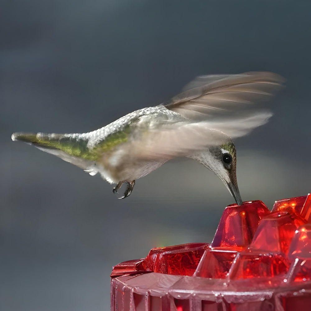 Delightful Nectar Feeder for Your Outdoor Retreat