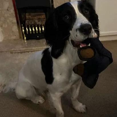 Ultimate Tough Dog Chew Toy – Built for Heavy Chewers