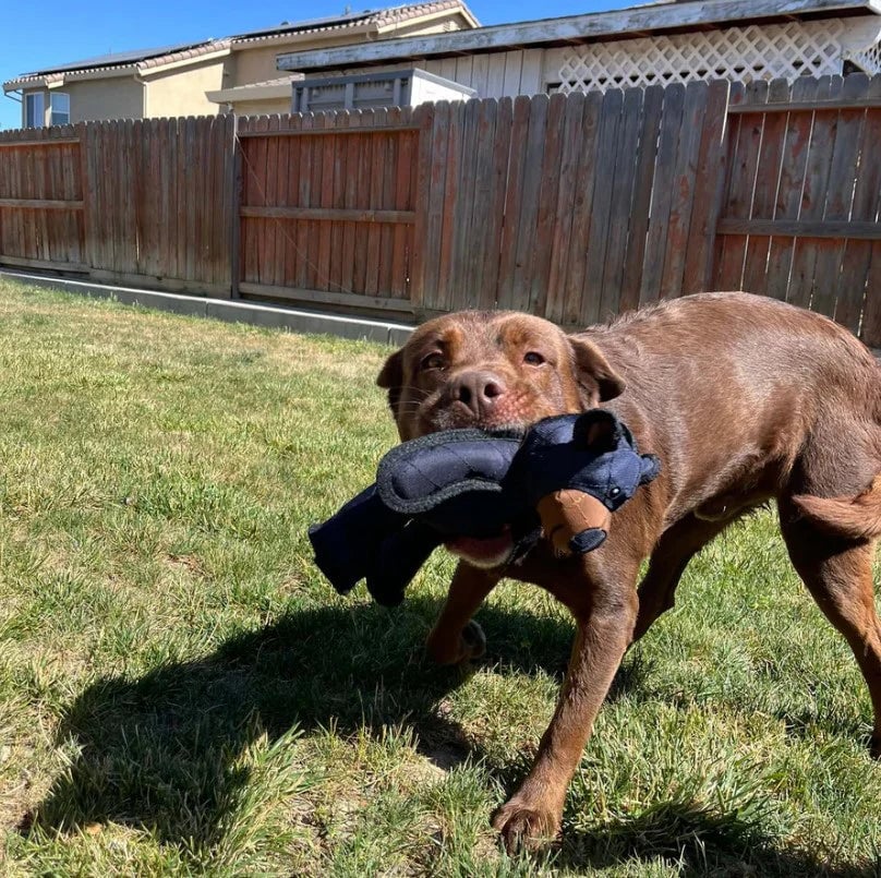 Ultimate Tough Dog Chew Toy – Built for Heavy Chewers