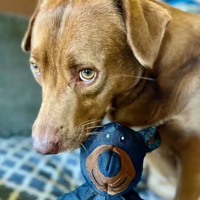 Ultimate Tough Dog Chew Toy – Built for Heavy Chewers