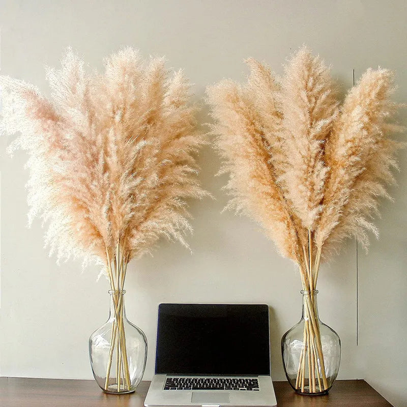 Natural Dried Pampas Grass for Elegant Home Decor