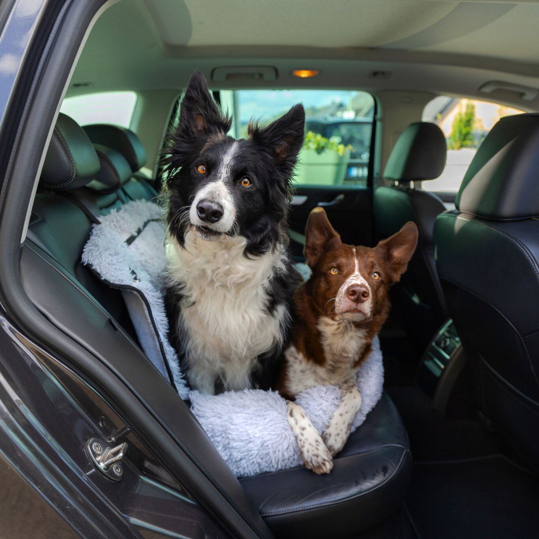Pet Travel Bed with Memory Foam Cushion – 2-in-1 Comfort Design