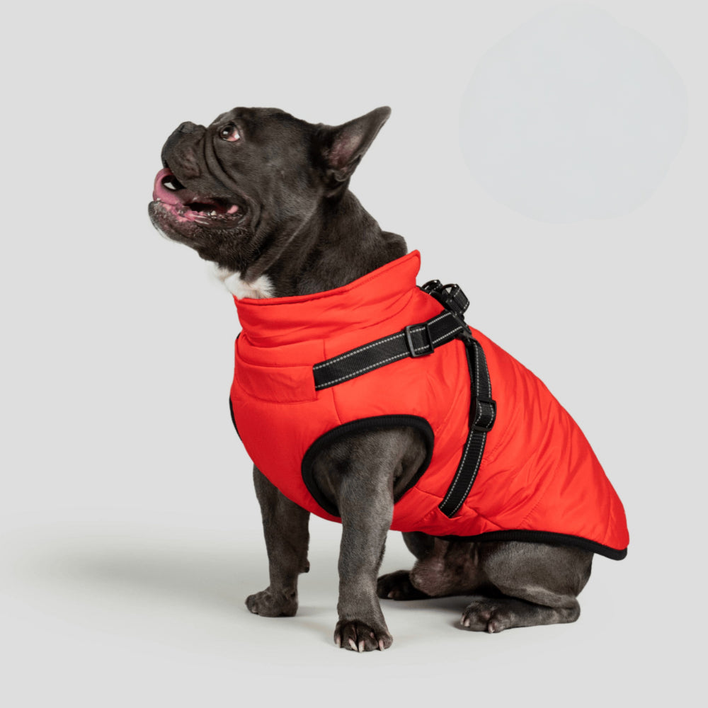 Ultimate Winter Jacket for Dogs: Versatile and Warm