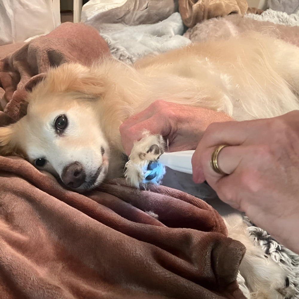 Whisper-Quiet Rechargeable Dog Paw Groomer