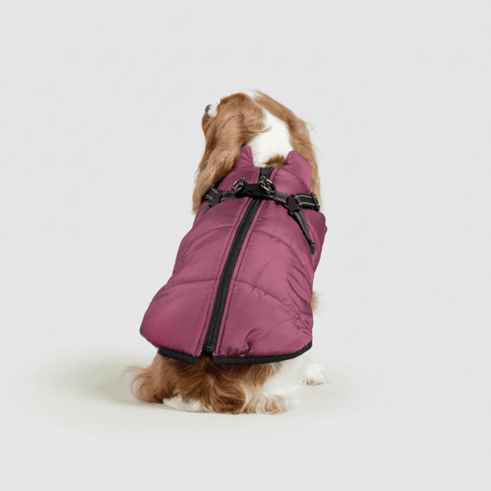 Ultimate Winter Jacket for Dogs: Versatile and Warm
