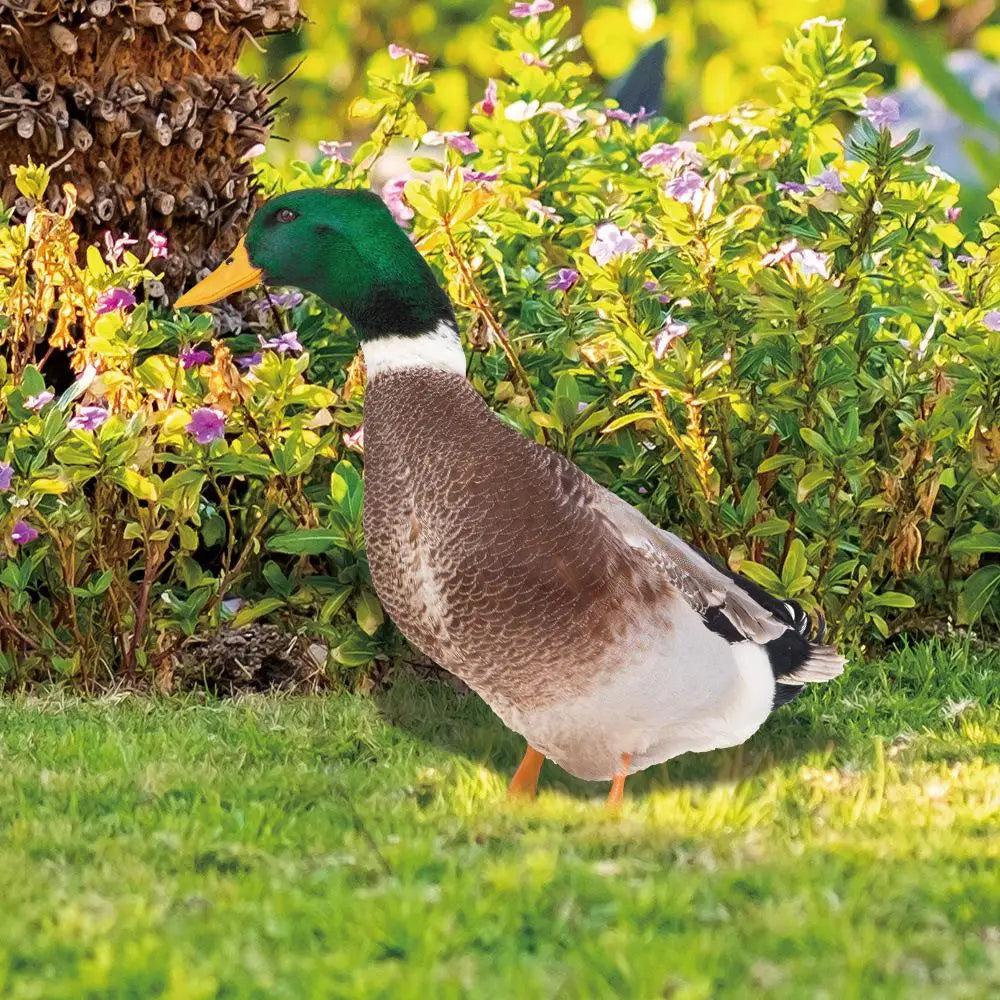 Garden Duck Ornament for Outdoor Decor