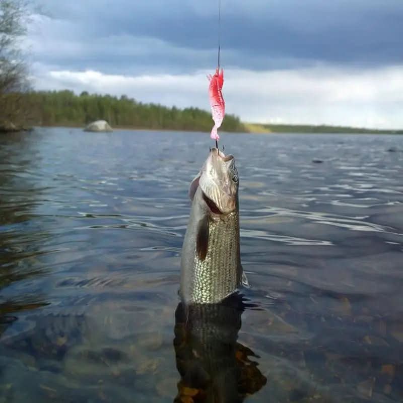 Catch of the Day Advent Calendar 2025 – 24 Premium Lures