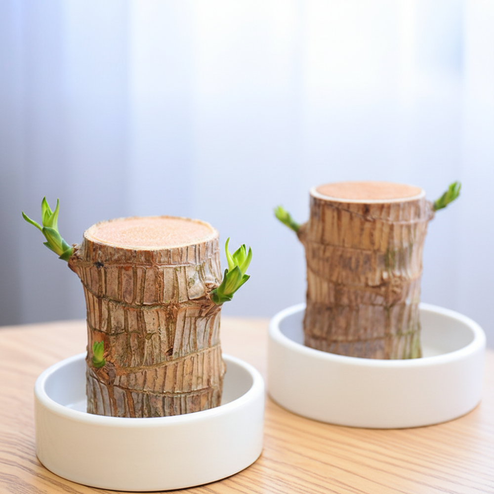 Serenity Green Plant in Elegant Pot for Clean Air