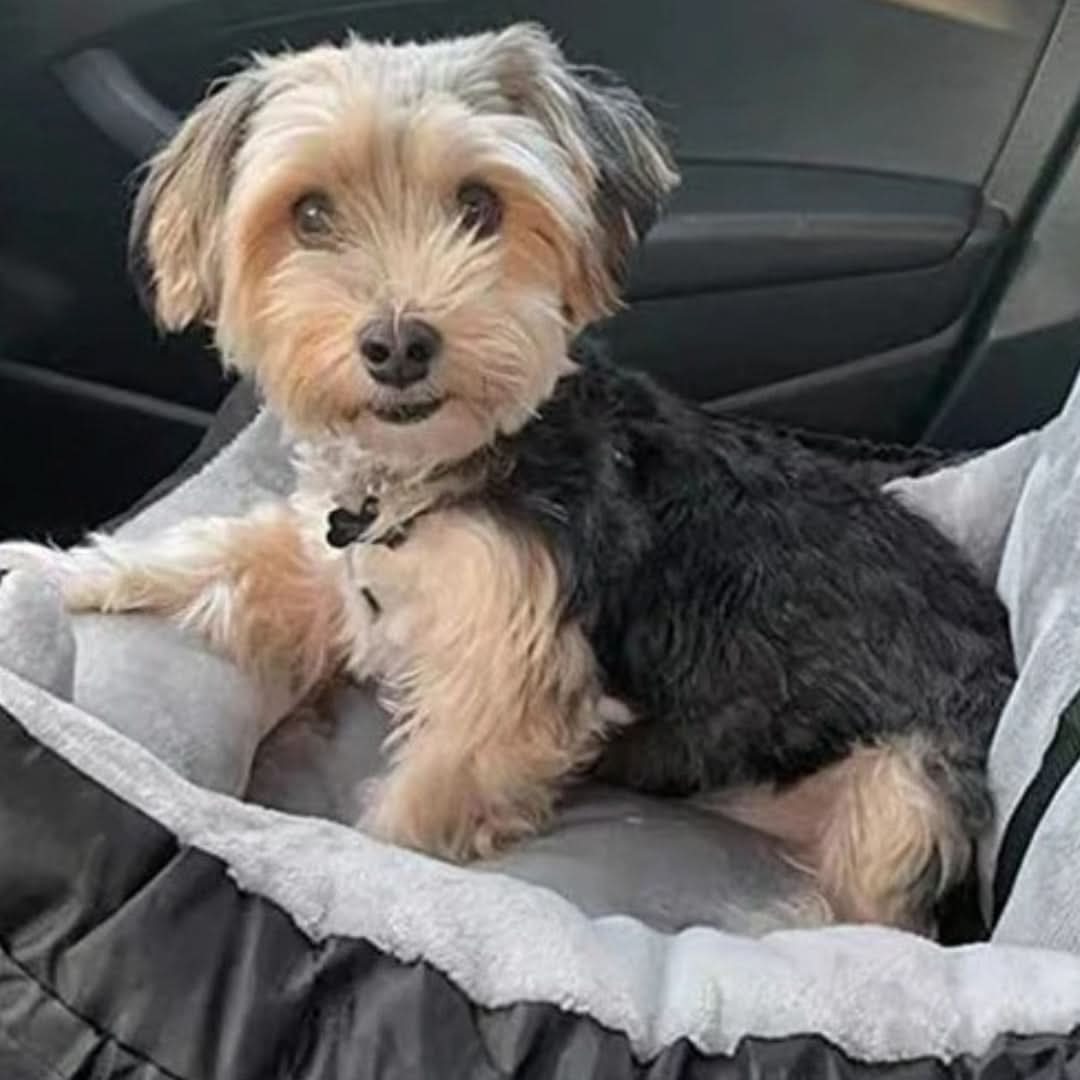Removable Waterproof Dog Car Seat – Comfortable Travel Solution for Pets
